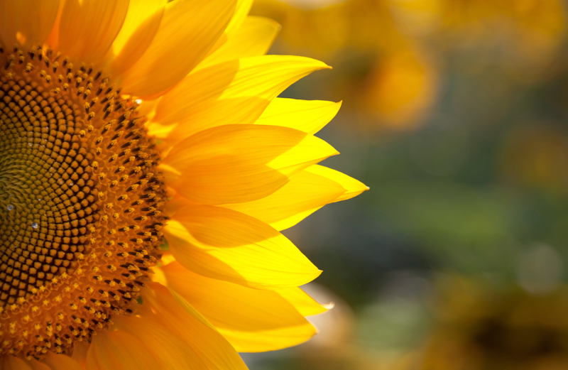 The Miracle of the Sunflowers