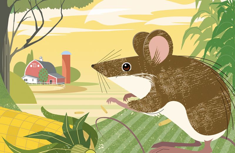 Keeping Mice in Their Place…Outdoors