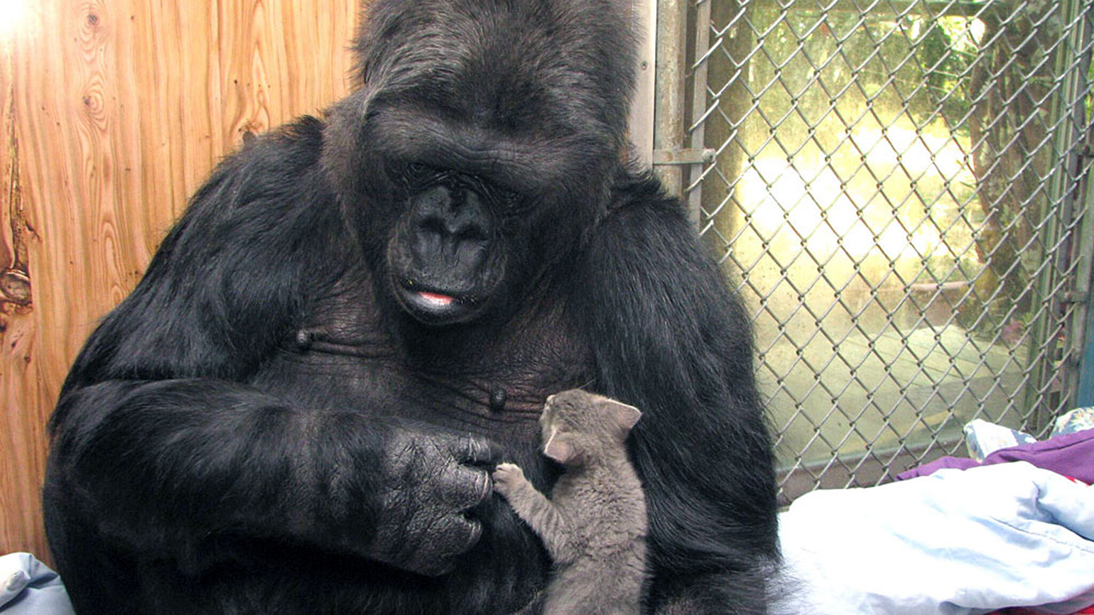 Remembering Koko, the Beloved Gorilla Who Learned to Communicate via Sign Language