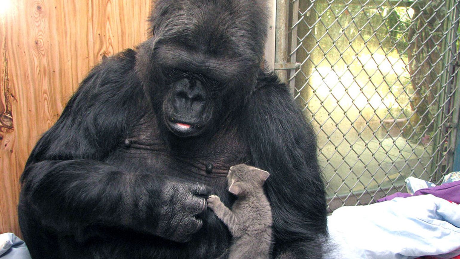 Remembering Koko, the Beloved Gorilla Who Learned to Communicate via Sign Language
