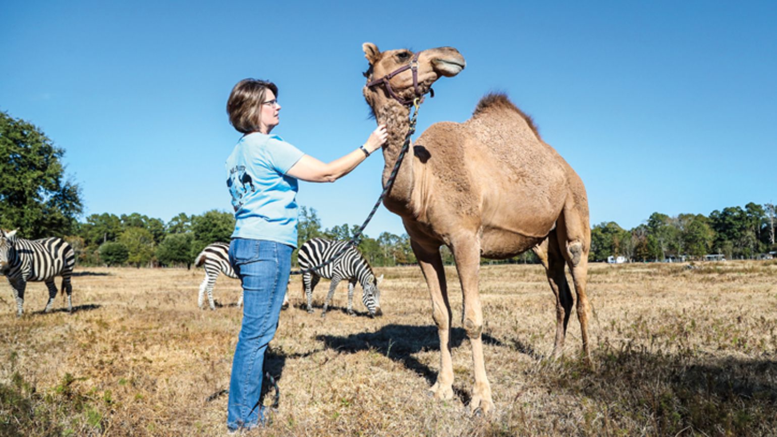 Life Lessons Learned from Her Pet Camels