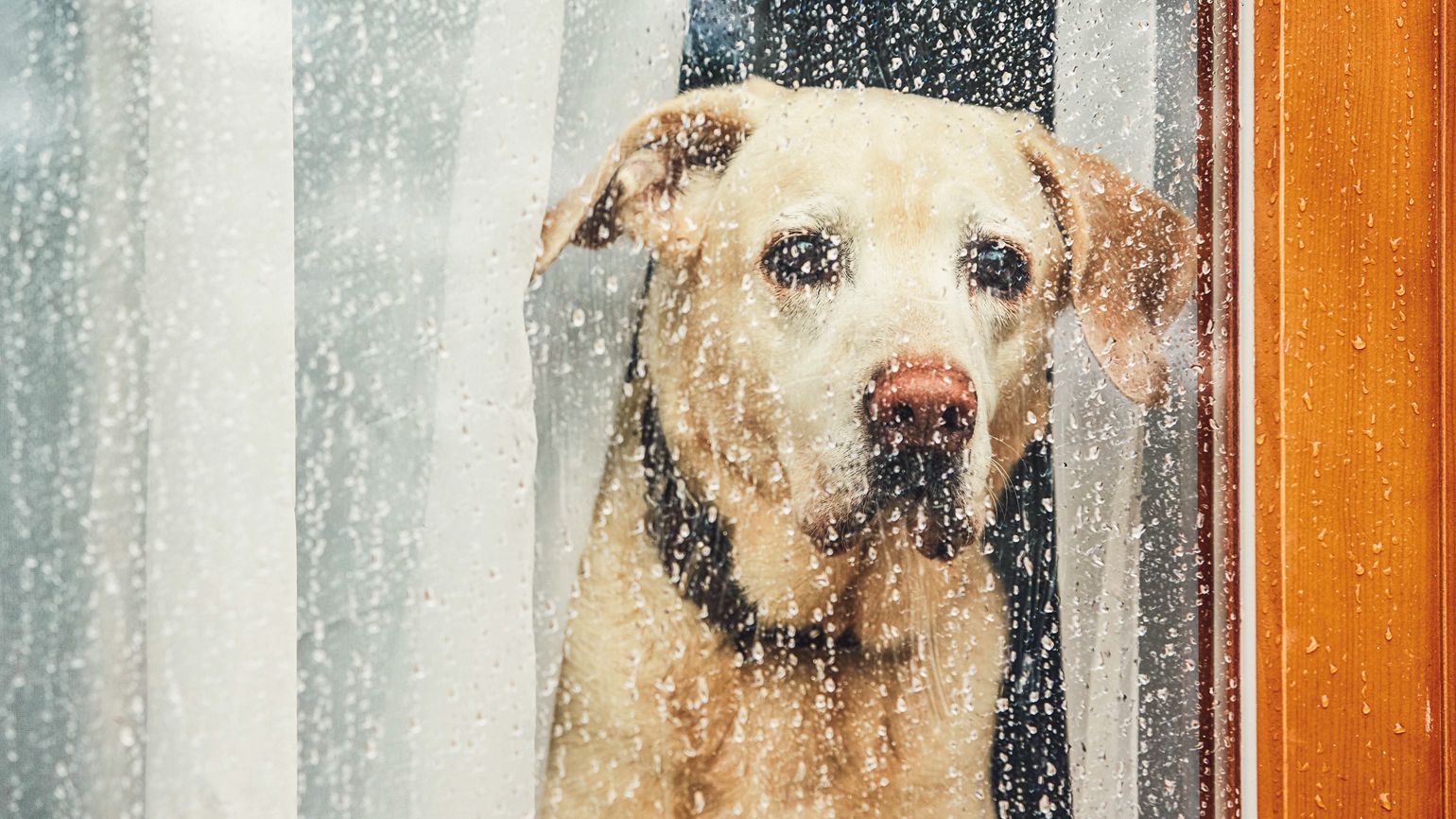 5 Ways to Ease Your Pet’s Separation Anxiety