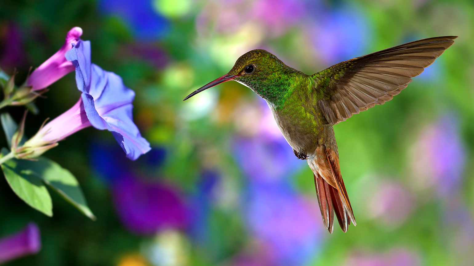 The Hummingbird That Led Her to Pray