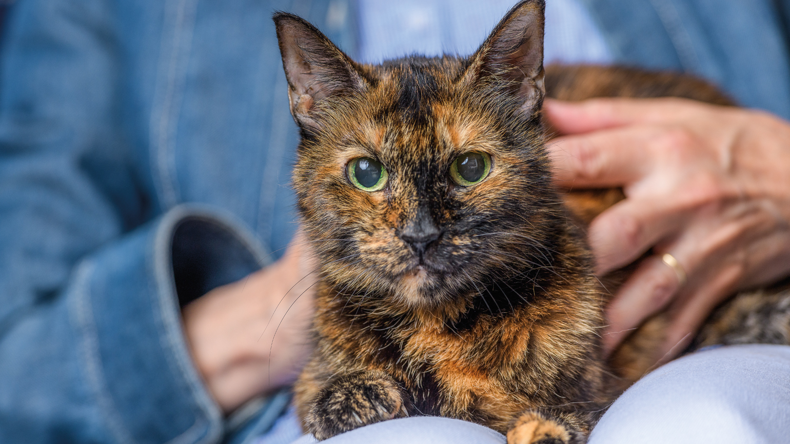 How a Cat Helped Her Hold on to Her Faith