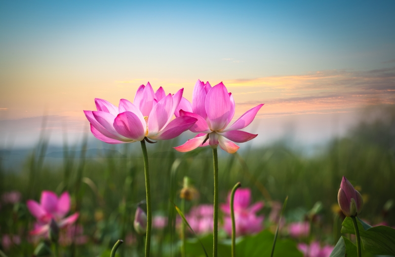 Let Nature Inspire You