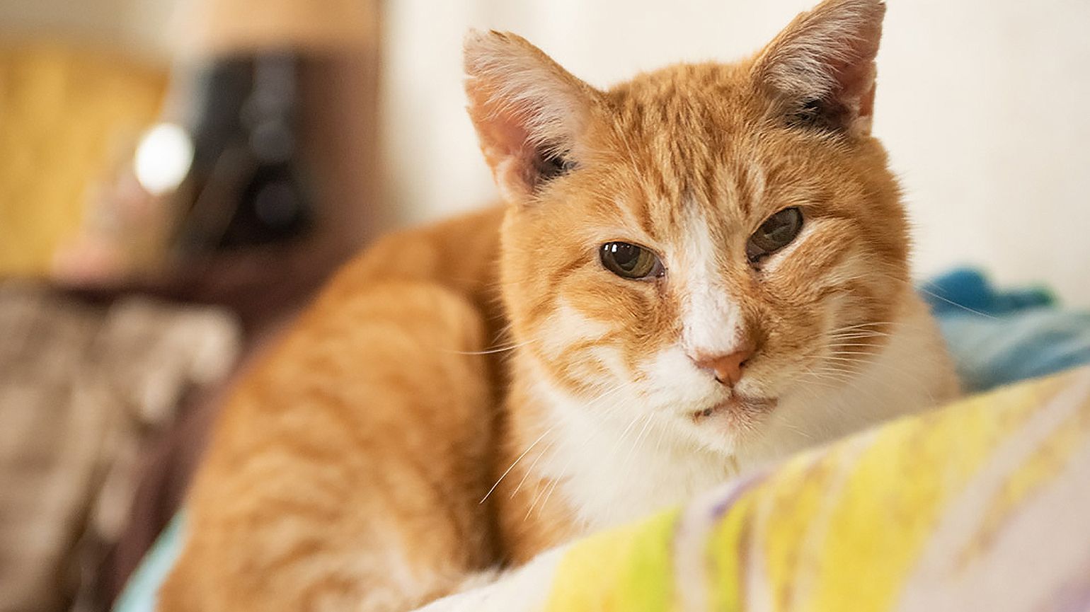 Pets as Caregiving Companions