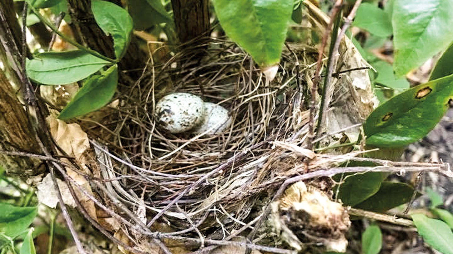 What This Empty Nester Learned from a Family of Birds