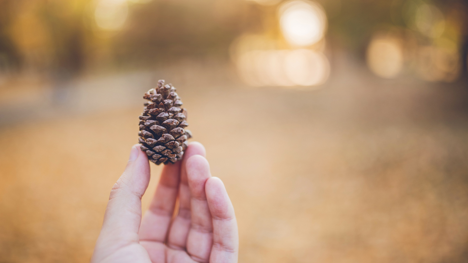What Prayer Can Do: The Pinecone Promise