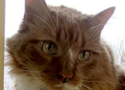 How an Adopted Cat Saved His New Owner’s Life