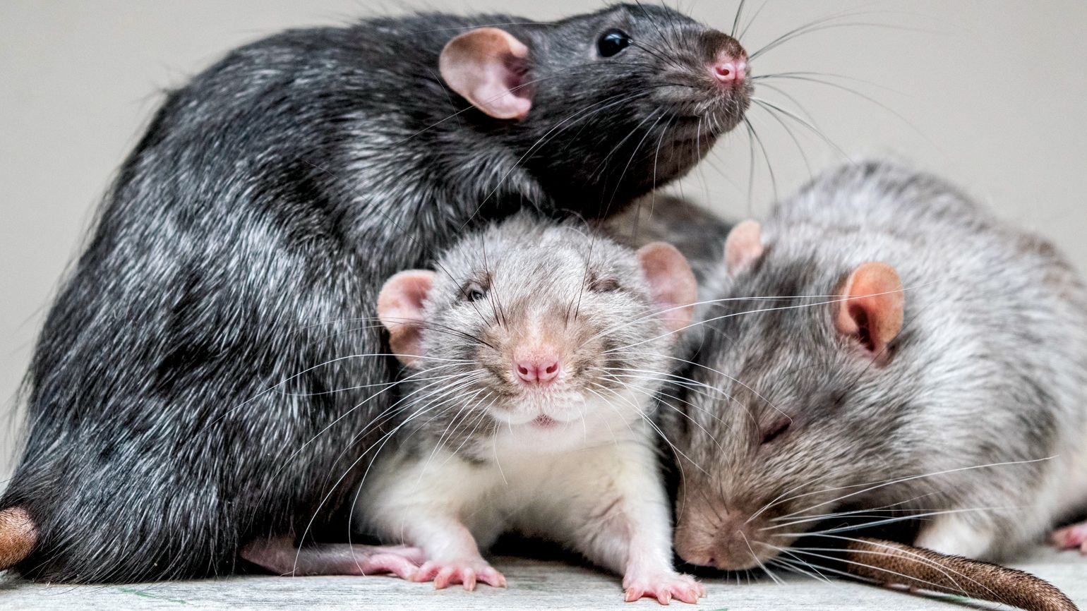 She Trains Rats to Become Therapy Animals