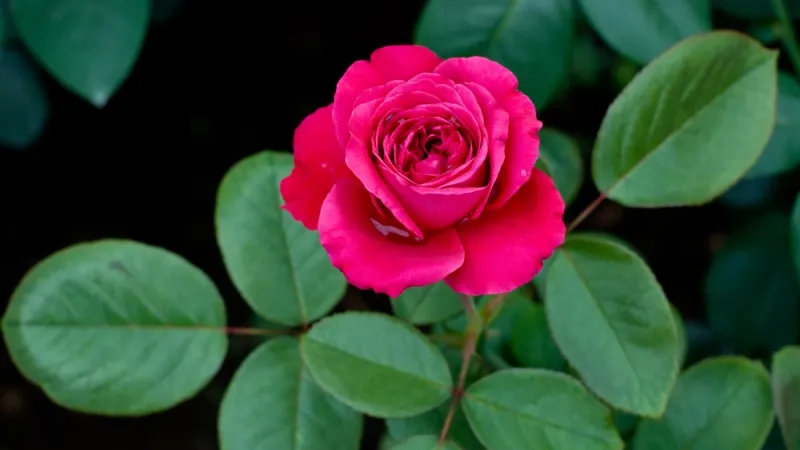 A Sign of Answered Prayer