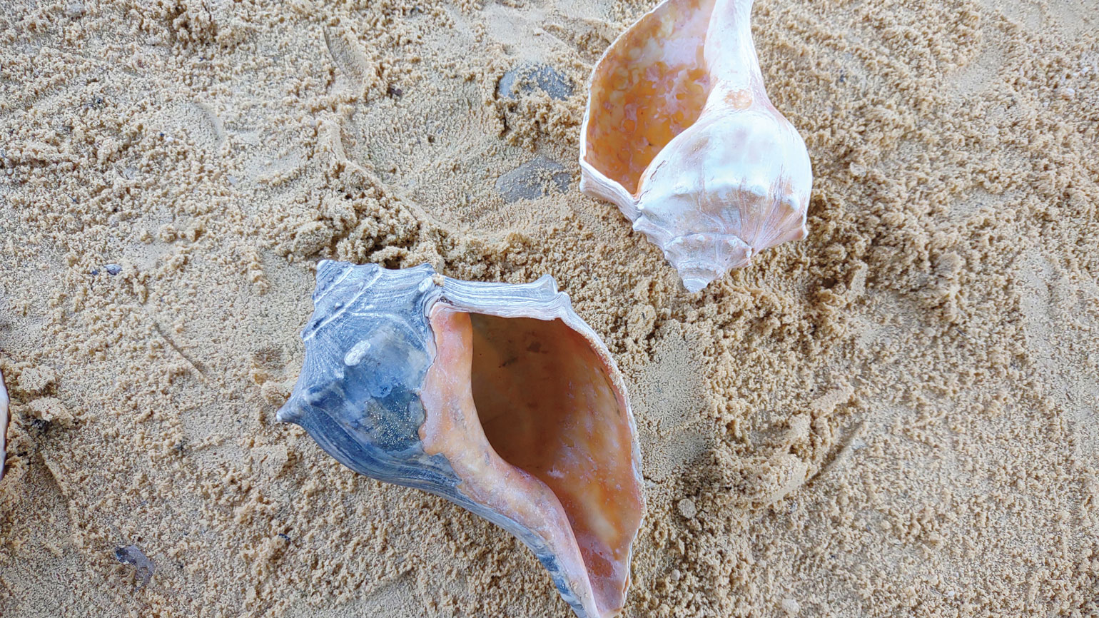 How These Shells Became a Coincidental Sign from Above