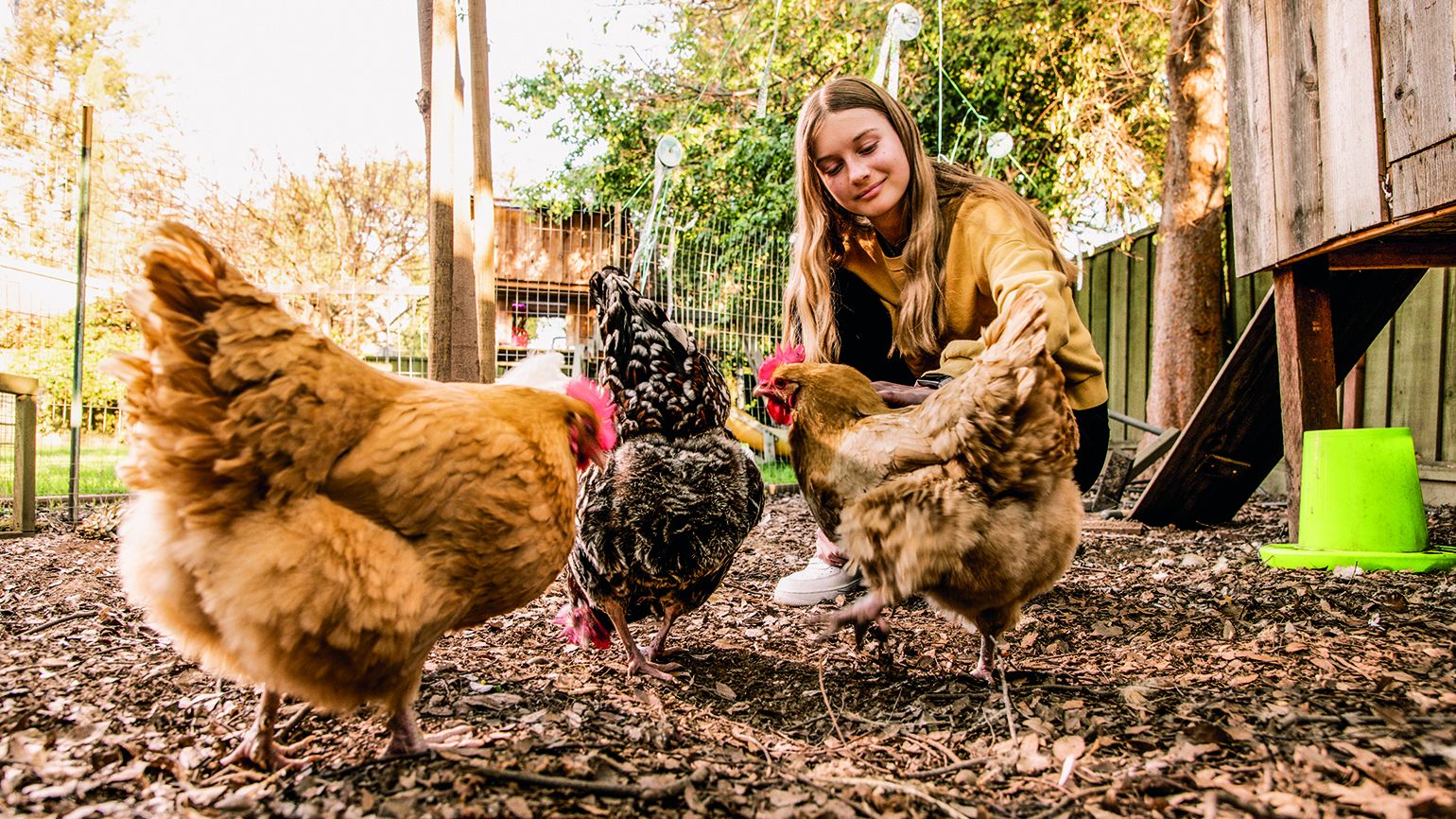 How Chickens Brought Her Closer to Her Teenage Granddaughter
