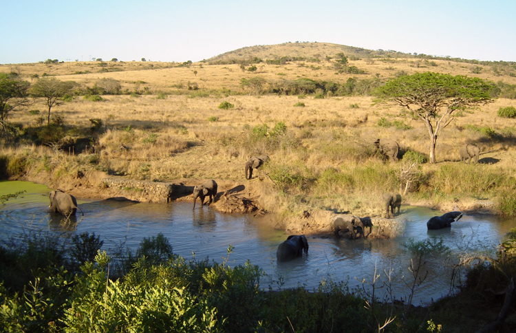 Elephants Remember the Man Who Saved Them