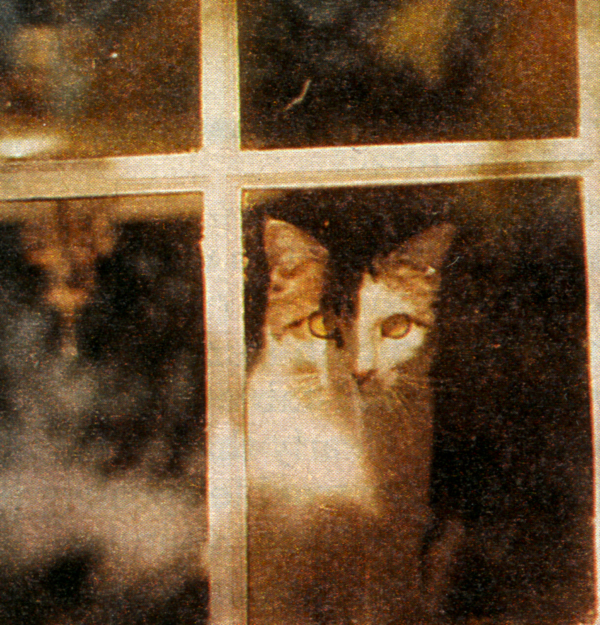 Faith Affirmed by a Cat Named Sweetie