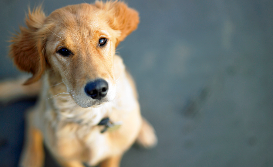 The Dog That Brought Them Together