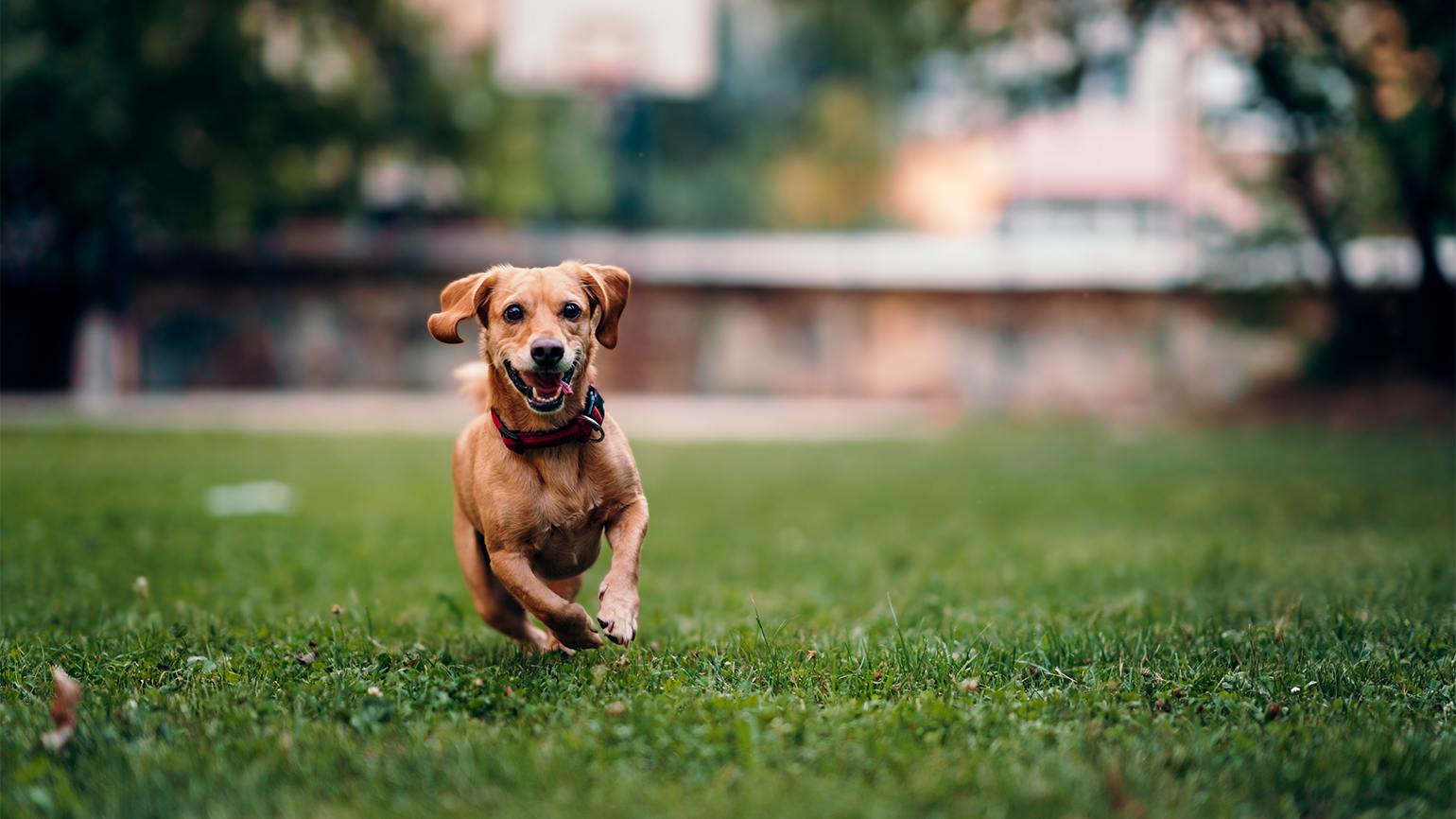 14 Helpful Tips for When Your Dog Goes Missing