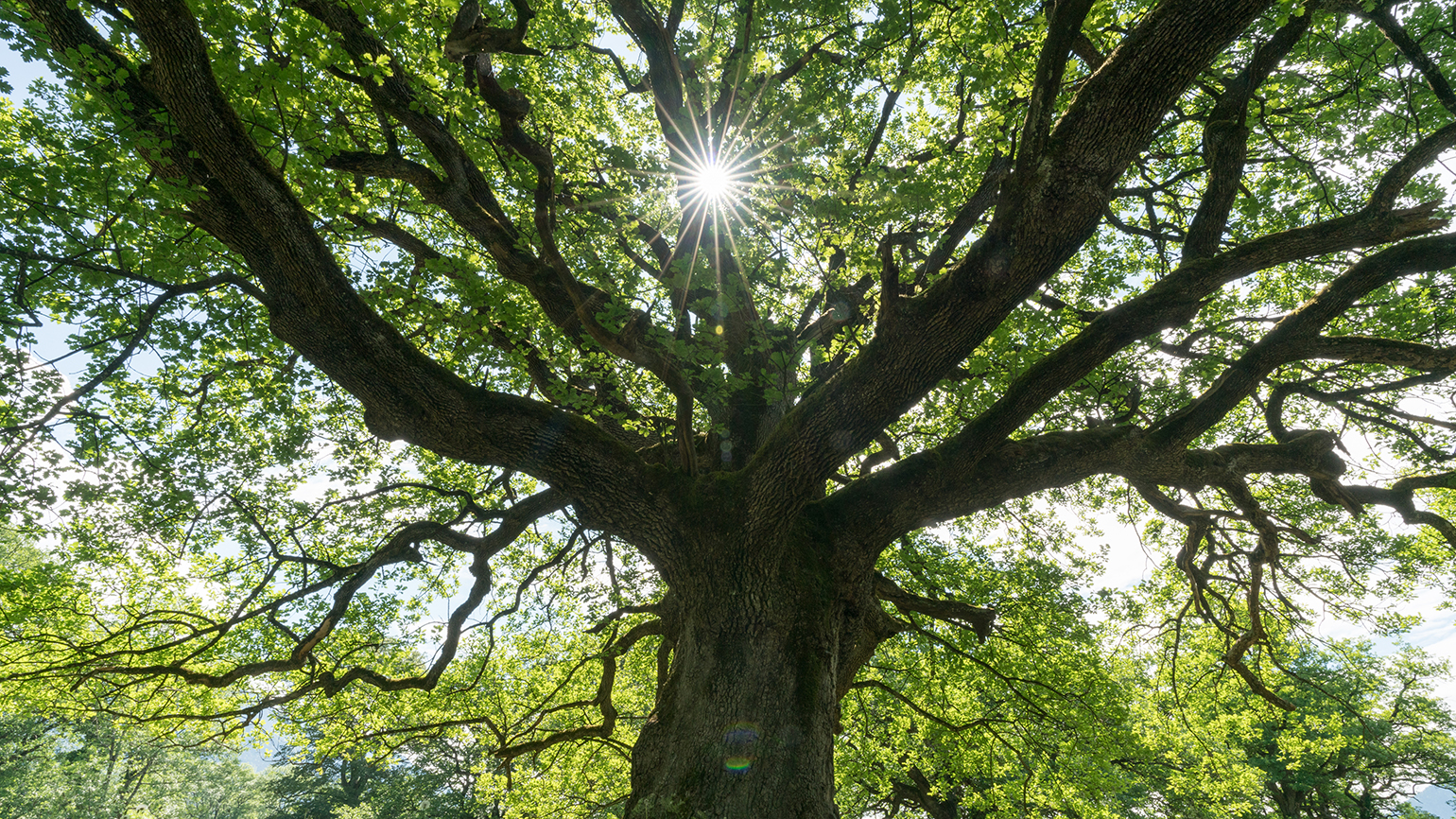 4 Important Spiritual Lessons from Trees in the Bible