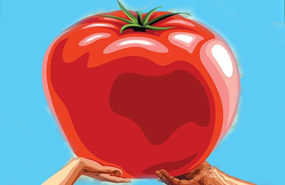 The Miraculous Giant Tomato