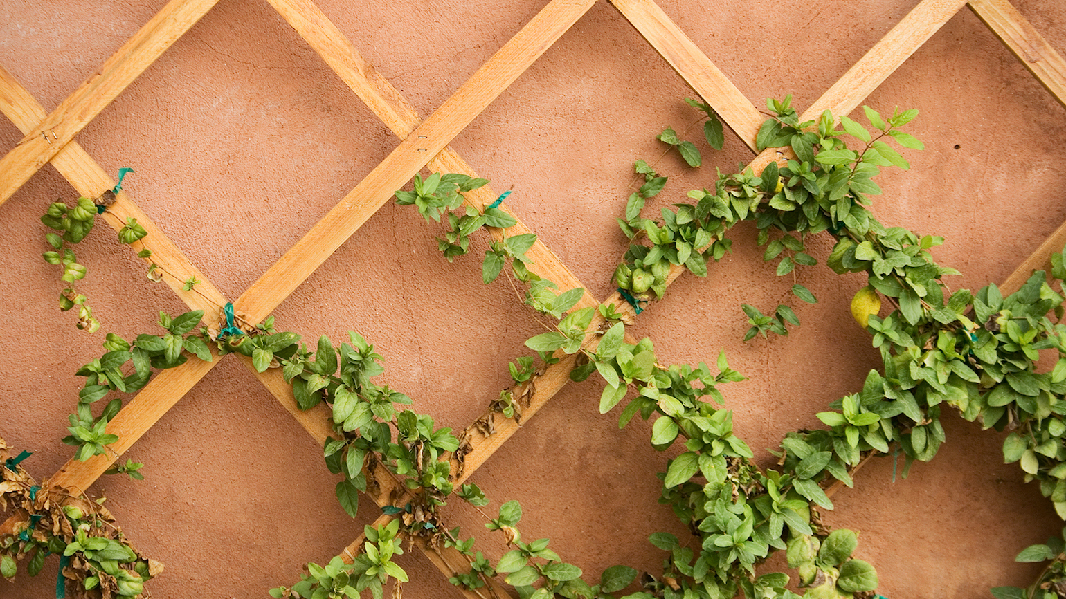 How to Help Yourself Grow in the Right Direction