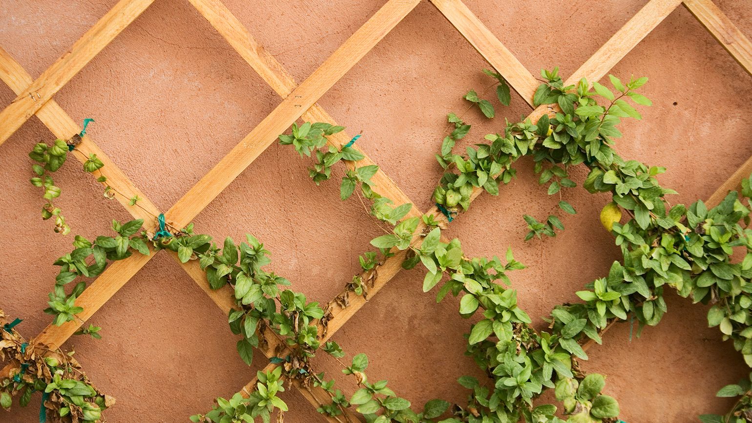 How to Help Yourself Grow in the Right Direction