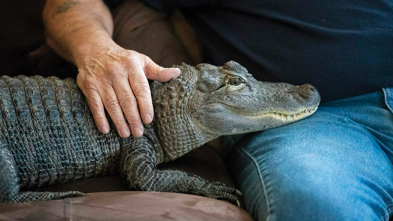 Meet Wally, the Emotional Support Alligator